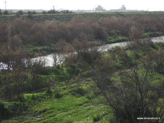 lle del Simeto-24-02-2013 09-57-06